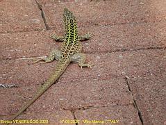 43 - Lucertola - Lizard -Book photo